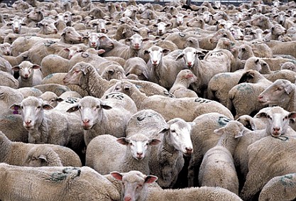 herd_of_sheep_311px1