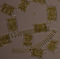 phytoplankton med