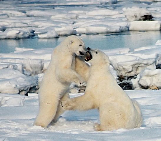 Polar Bears Play fight