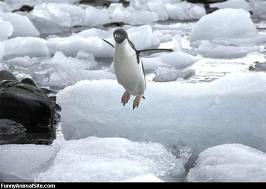 hoppande pingvin