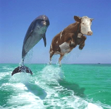 jumping cow dolphin