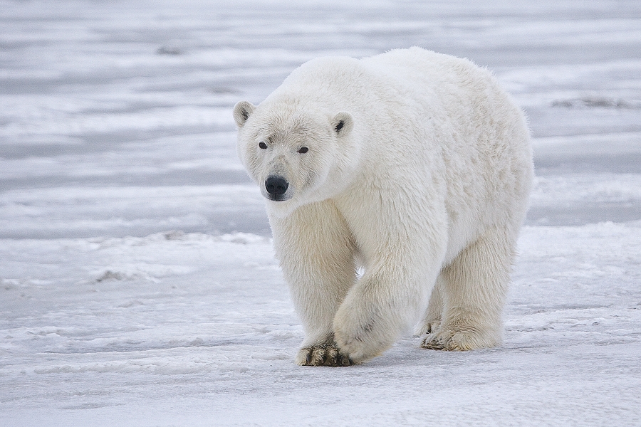 Polar Bear Alaska