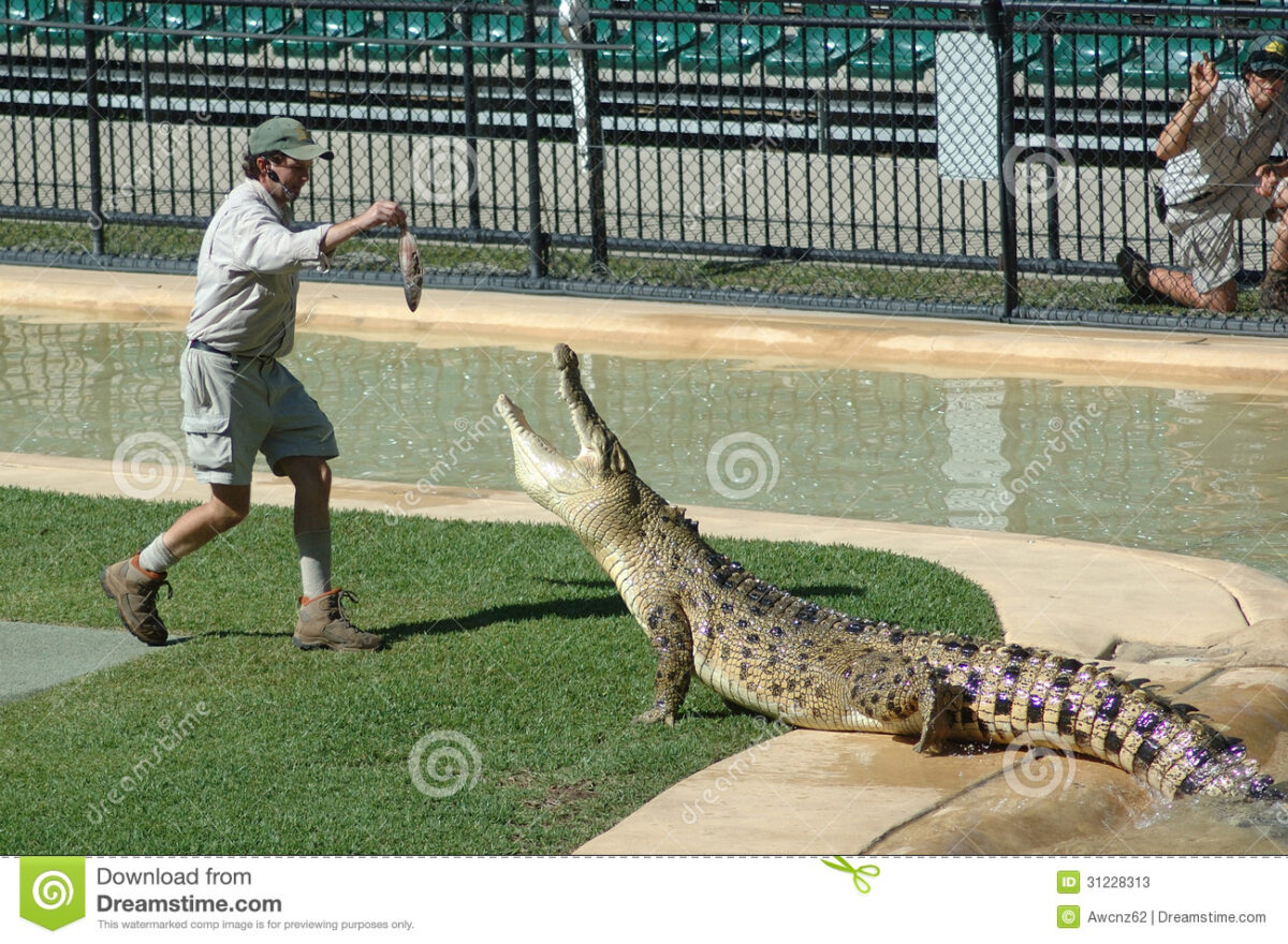 feeding time beerwah australia february keeper australia zoo feeds adult australian freshwater crocodile crocodylus 31228313