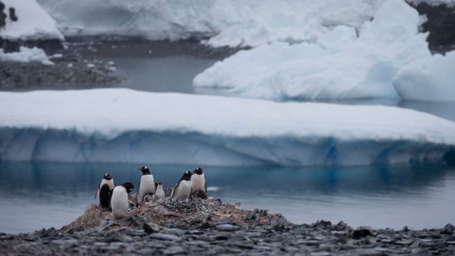 Pingviner p Antarktis