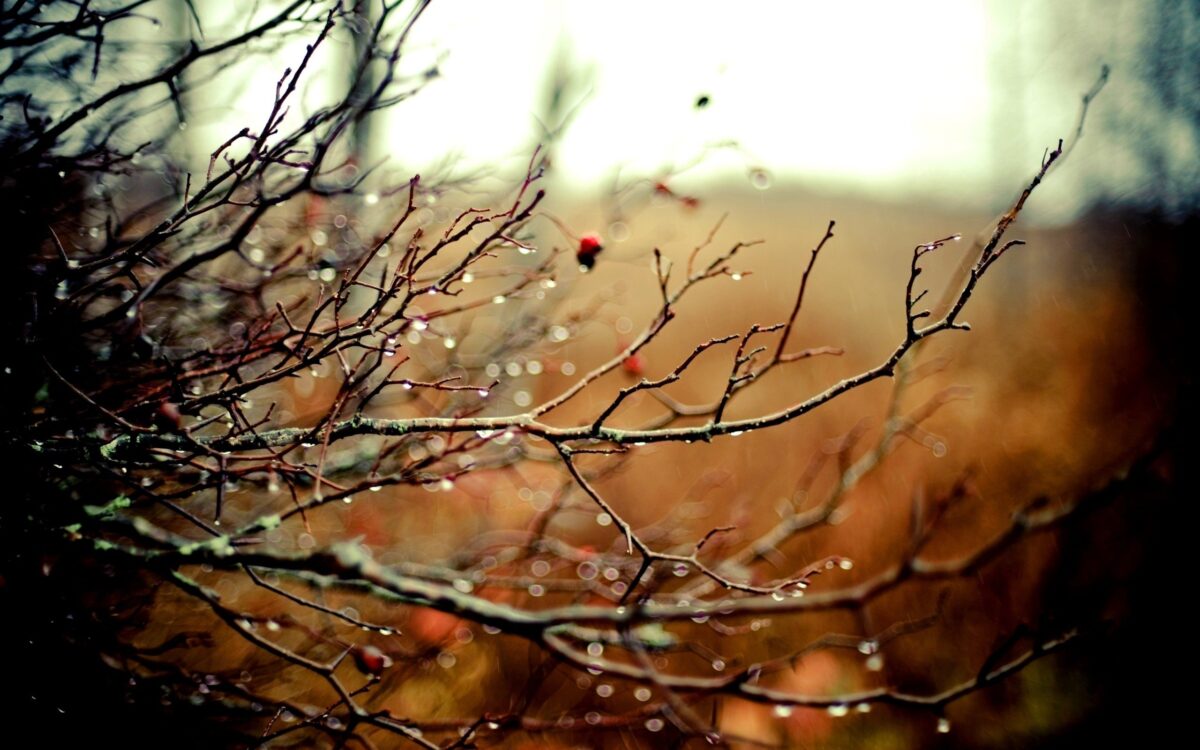 Free Autumn Rain