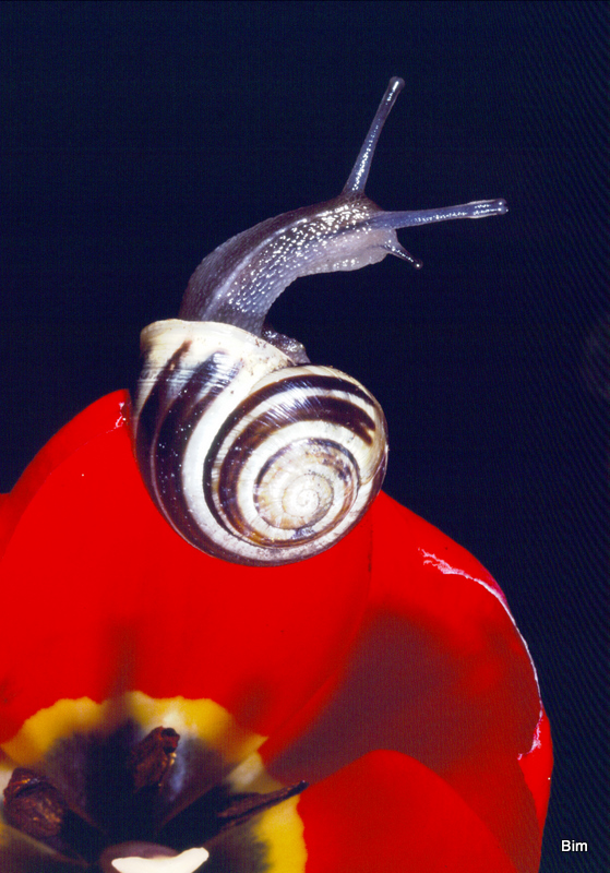 Snigel 2