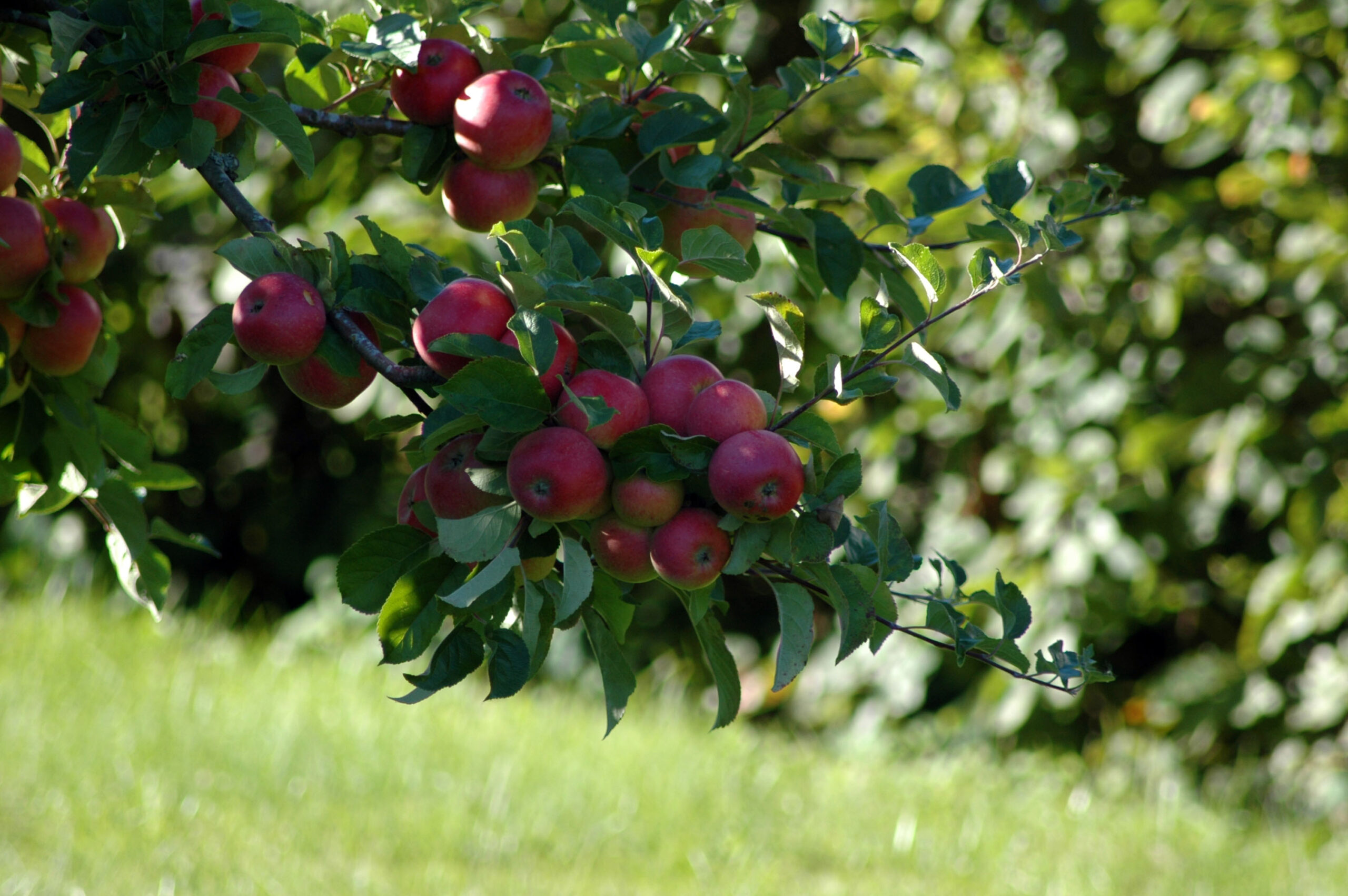 apples scaled