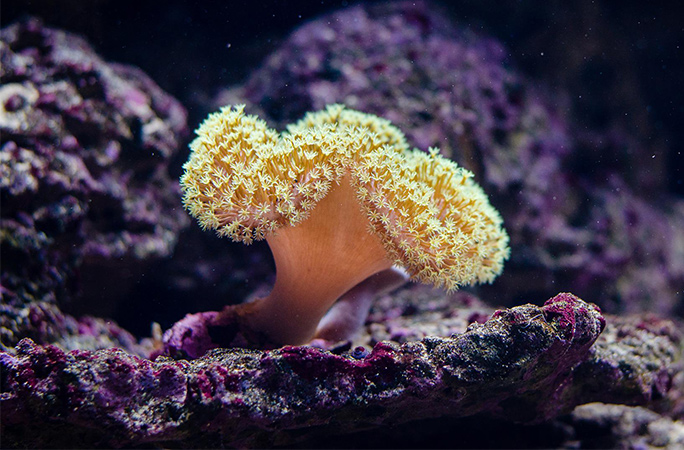 korall foto